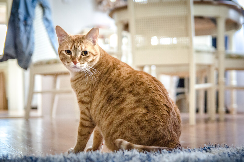 Tabby cat sitting on a gray rug, looking directly at the camera with alert eyes in a bright home interior.