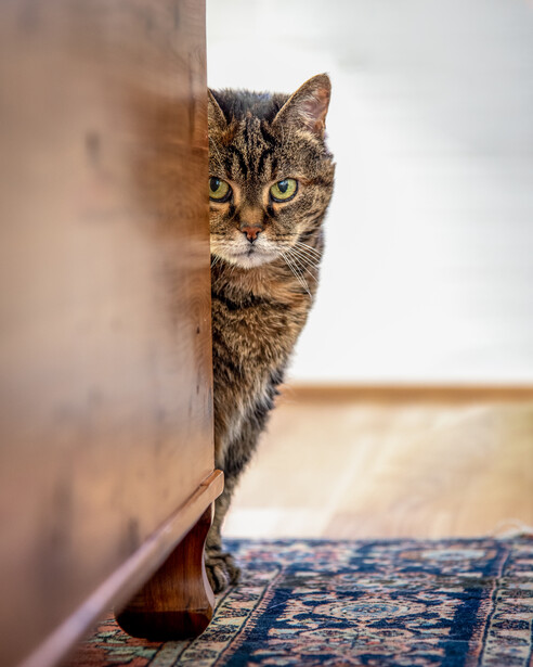 Tabby cat peering around a beige wall corner with intense, focused eyes.