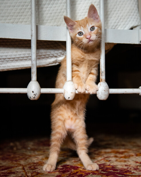Orange tabby cat standing upright on hind legs, gripping a pull-up bar with front paws.