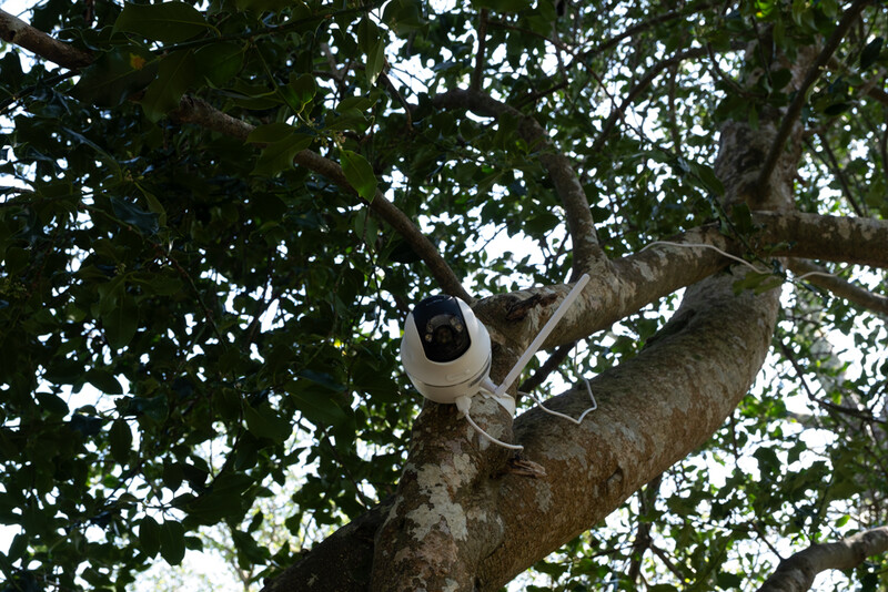 Outdoor security or surveillance camera mounted on a tree branch among dense green foliage.