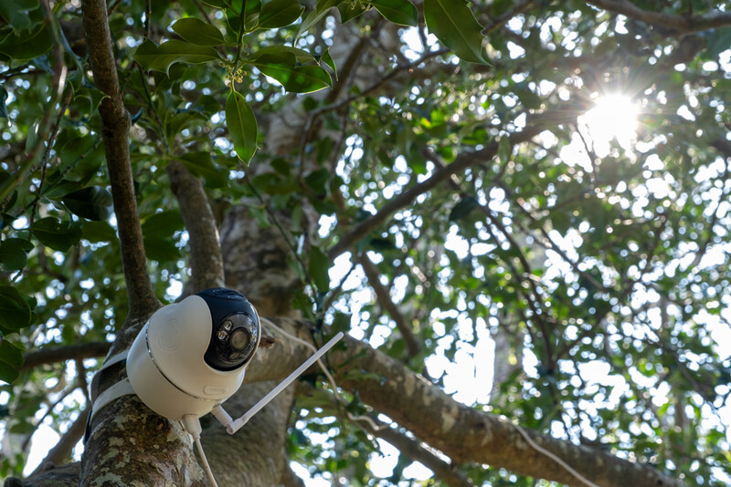 Security camera mounted on a tree branch with sunlight filtering through green foliage.
