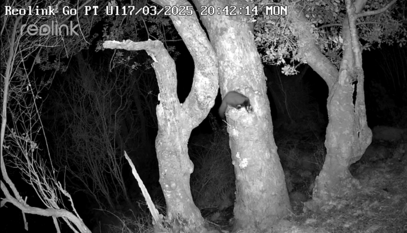 Infrared night vision footage of gnarled tree trunks and bare branches against dark foliage.