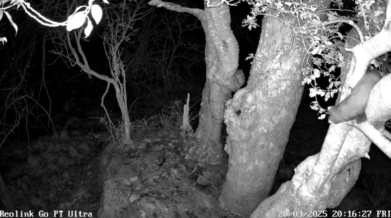 Nighttime infrared wildlife camera footage showing a animal walking past a tree trunk.