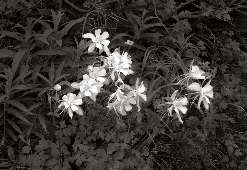 Columbines, Perfect Valley, Colorado