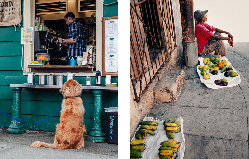 Golden dog sitting before a turquoise food cart window with vendor inside; street scene with produce displayed on sidewalk.