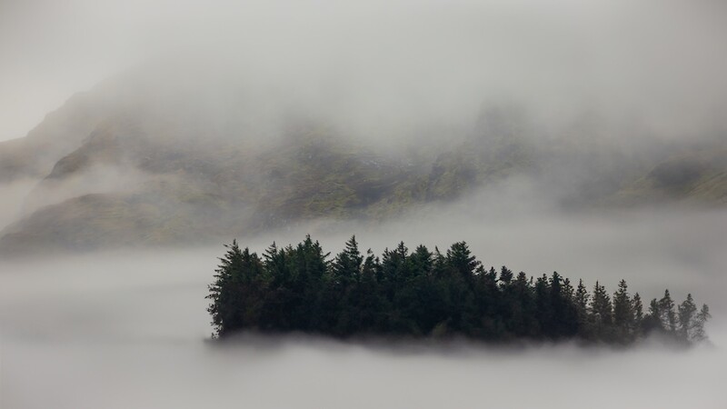 Dense coniferous forest emerging from thick fog with misty mountains in the background.