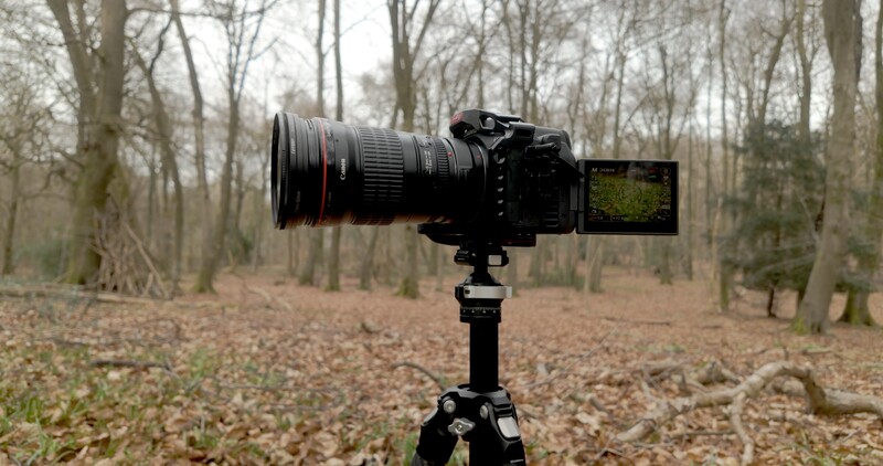 Professional camera with telephoto lens mounted on tripod in bare forest with articulating LCD screen extended.