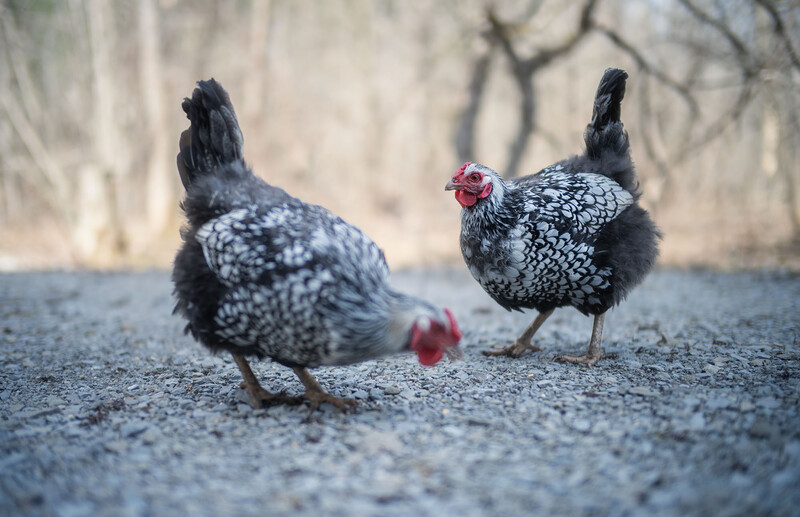Two speckled chickens standing on gravel with blurred background foliage.