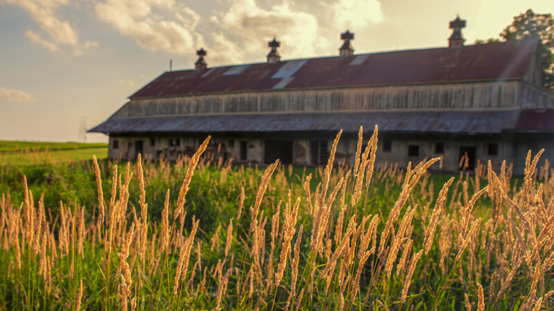 Golden grain stalks in foreground with weathered barn and crosses silhouetted against sky.