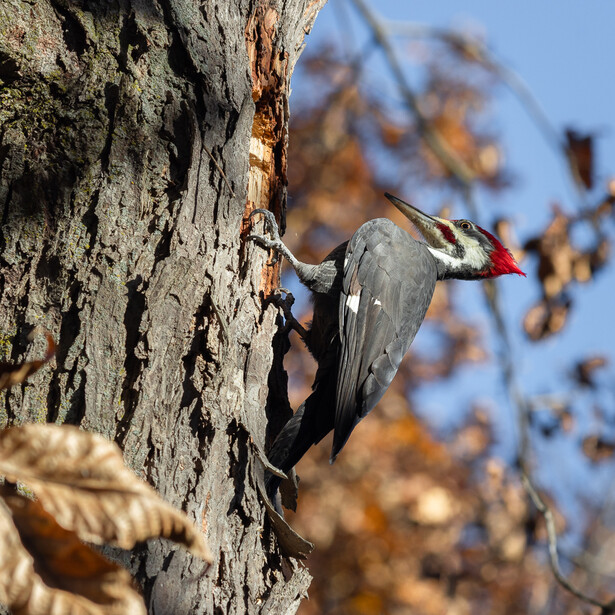 Photo of a woodpecker on a tree