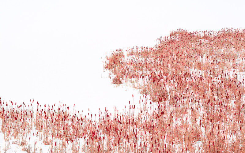 Abstract visualization of vertical red and white lines creating a dense, textured landscape-like composition.