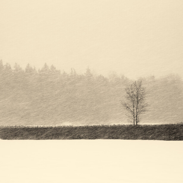 Solitary bare tree standing in a plowed field beneath a misty forest treeline.