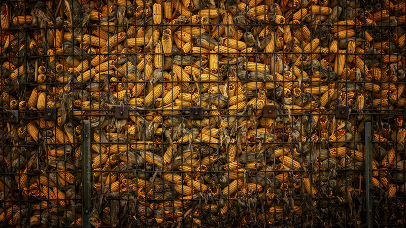 Dried corn cobs densely stacked in a metal cage structure, illuminated by warm golden light.