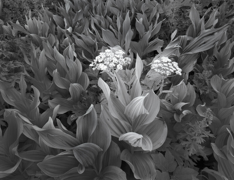 Corn Lilies and Lace