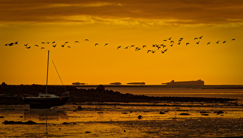 Sailboat silhouetted against golden sunset with cargo ships and flock of birds in flight.