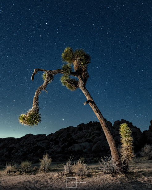 Gnarled Joshua tree silhouetted against a starry night sky in a desert landscape.
