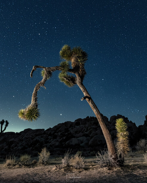 Gnarled Joshua tree silhouetted against a starry night sky in a desert landscape.