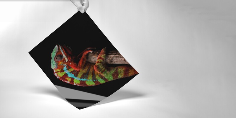 Vibrant multicolored chameleon displayed on black diamond-shaped folded paper against white background.
