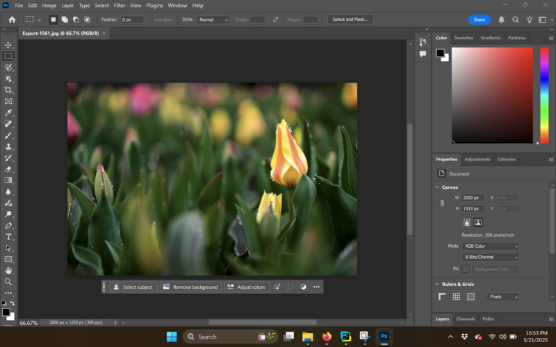 Screenshot of photo editing software showing a tulip flower with selective focus and blurred background.