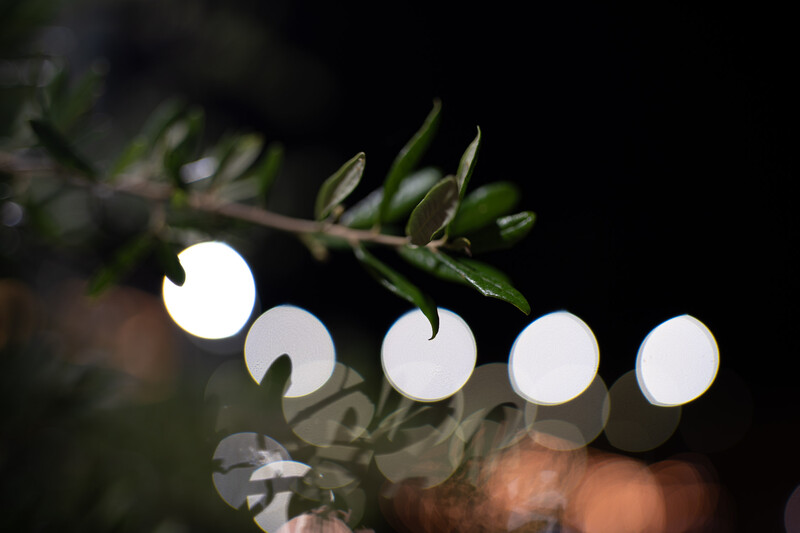 Plant stem with small buds and bokeh light circles against dark background.
