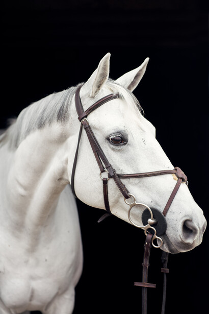 White horse wearing dark leather bridle against black background.