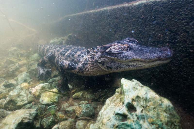 Young American alligator underwater. 
