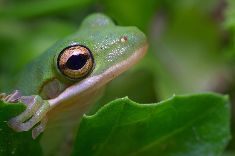 Portrait of a green tree frog. 