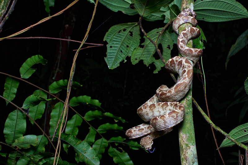 Amazon tree boa hanging from a tree. 