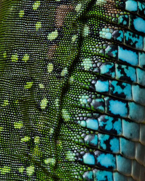 Scales of a colorful ameiva lizard. 