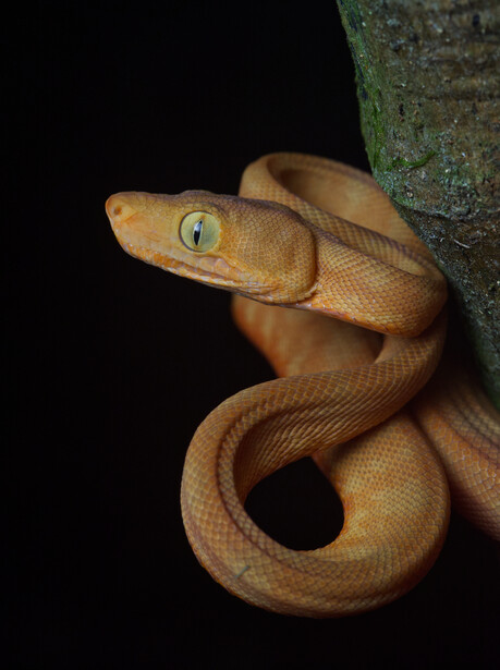 Young, yellow-orange, amazon tree boa 