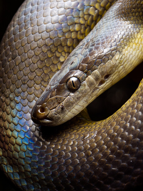 Iridescence of a water python. 