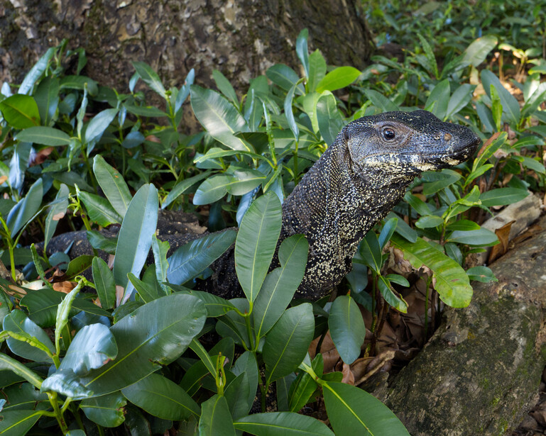 Lace monitor peaking out of the bushes. 
