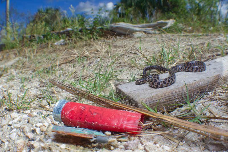 Small south Florida mole king snake resting near a bullet casing. 