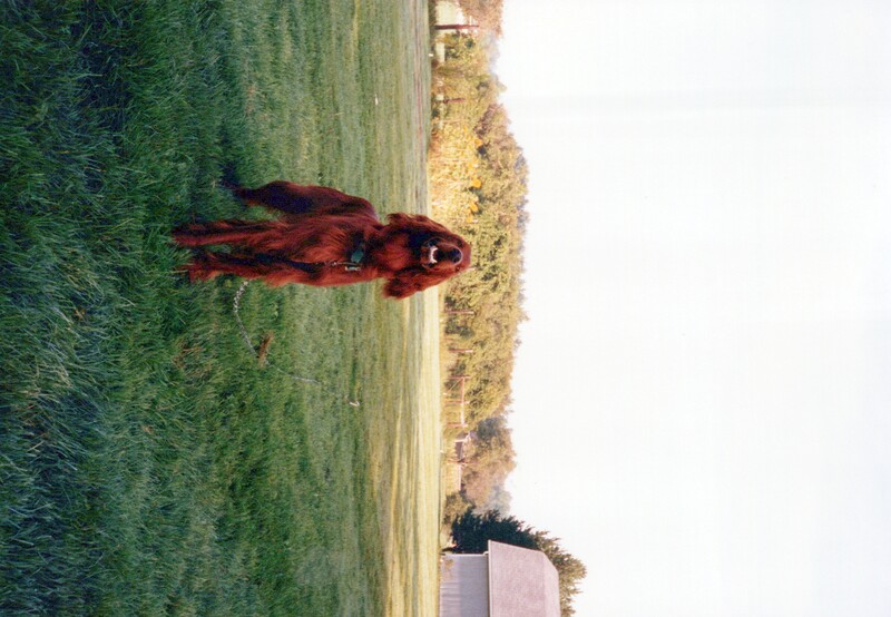Red Irish Setter standing in an open grass field with a red barn and tree line in the background.