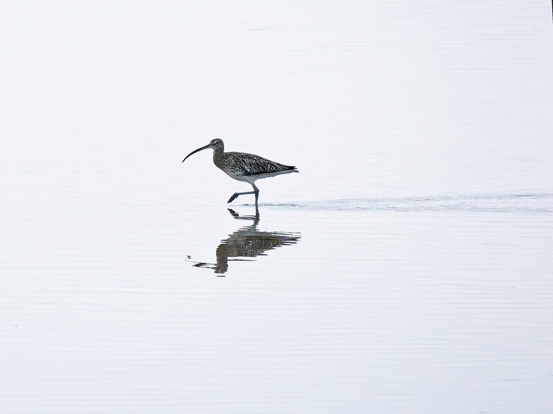 Wading shorebird with long curved bill and its mirror reflection in shallow water.
