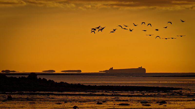 Cargo ship silhouetted against golden sunset sky with flock of birds flying overhead.