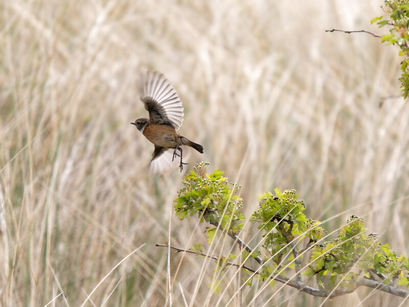 Brown bird mid-flight with wings spread, captured above green plant stems against blurred dried grass background.