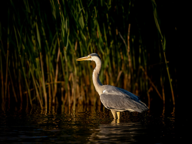Great Blue Heron standing in shallow water amid tall marsh grasses in low light.