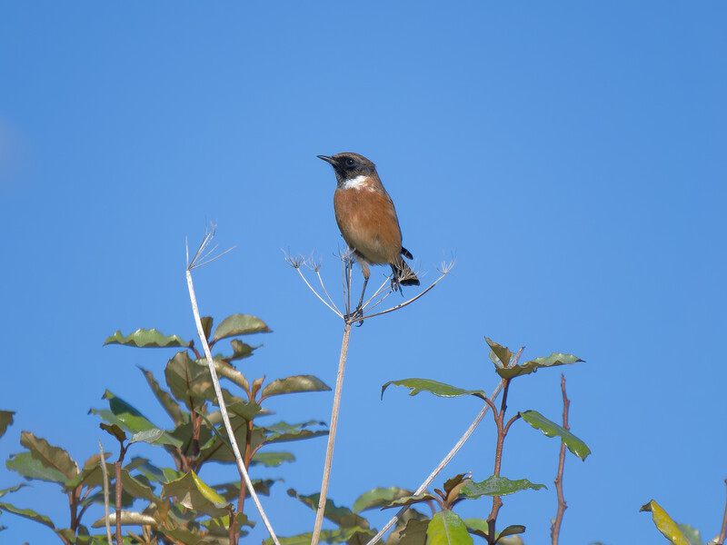 Brown and orange bird perched on a bare branch against a clear blue sky, with green foliage visible below.