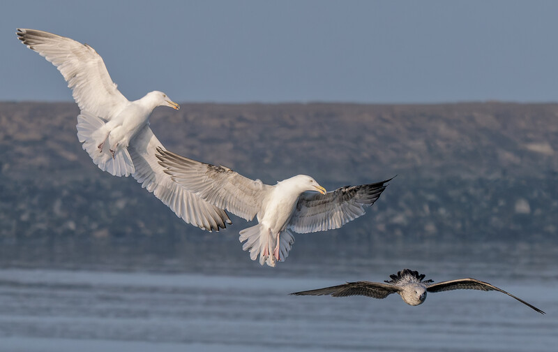 Three waterfowl in flight over open water, two white birds above and one darker bird below.
