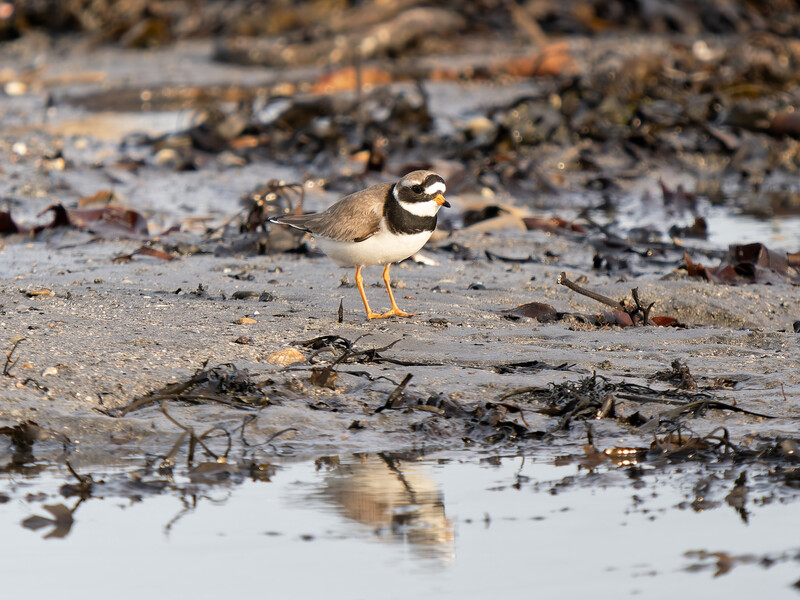 Killdeer plover standing on muddy ground near shallow water with dried vegetation and debris.