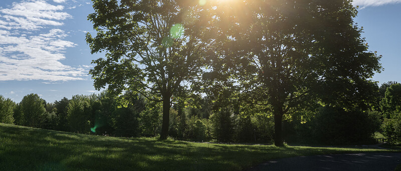 Sunlit meadow bordered by dense green trees under partly cloudy sky.