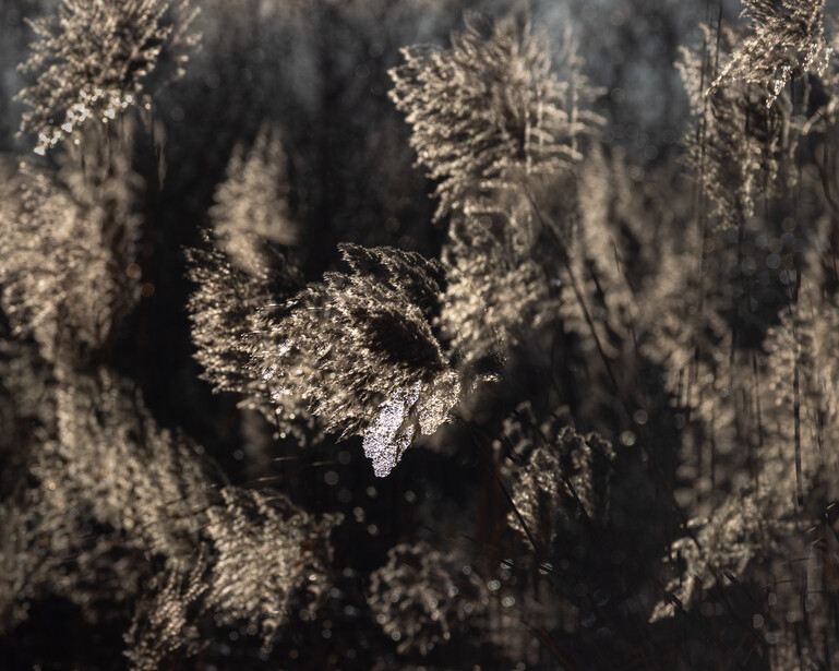 Abstract nonochromatic multiple-exposure photograph of prairie grasses