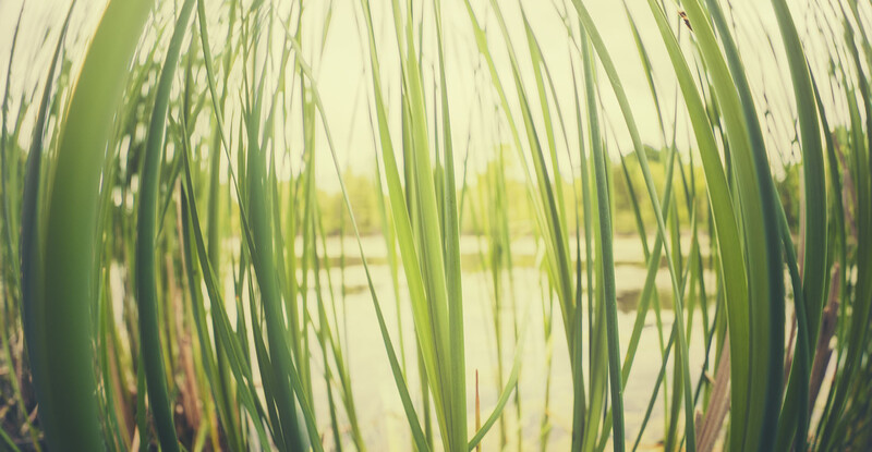 Long grass blades in soft focus with backlit water and distant landscape visible through gaps.