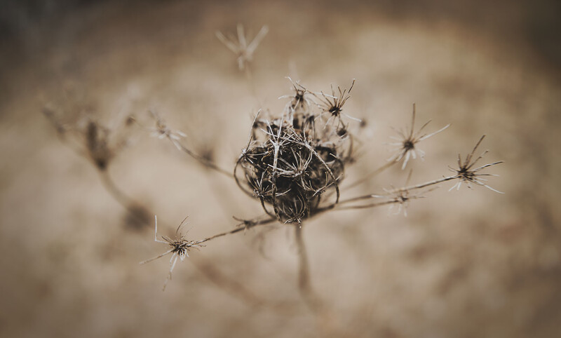 Dried seedpod with spiky tendrils against a soft, blurred neutral background.