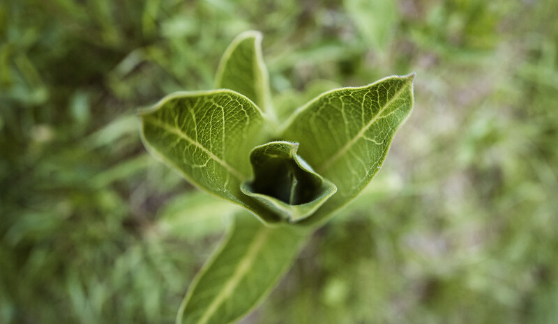 Close-up of a green plant bud with two pointed sepals framing a dark central opening.