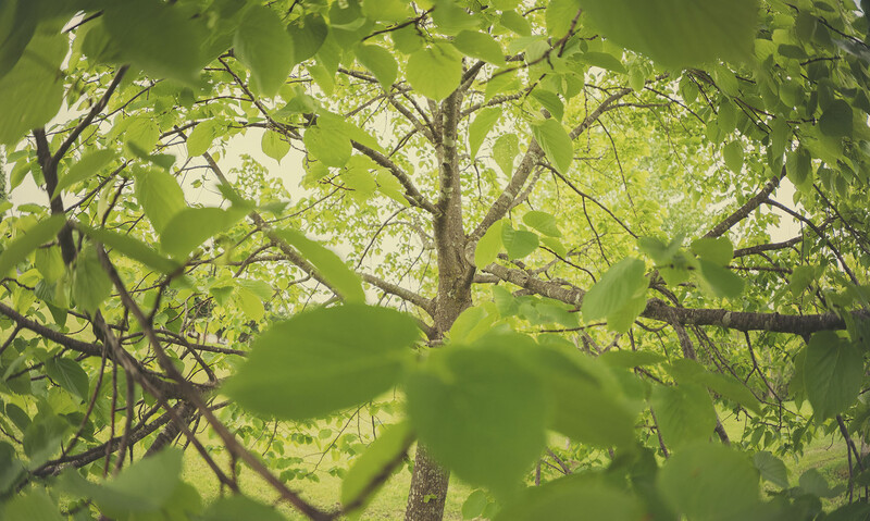 Sunlight filtering through layered canopy of green leaves and tree branches overhead.