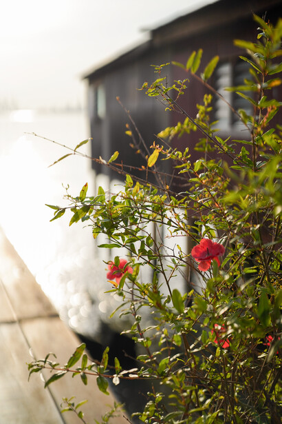 Pink roses and green foliage in soft focus with a blurred dark building in the background.