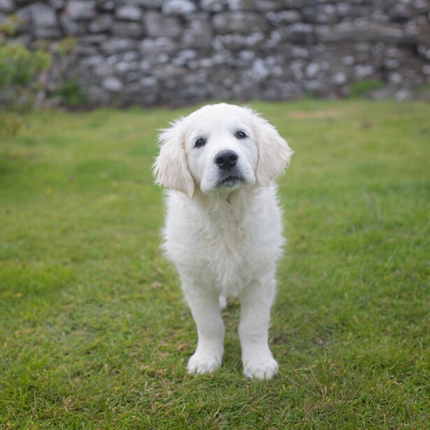 White Golden Retriever sitting on grass facing camera with stone wall in background.