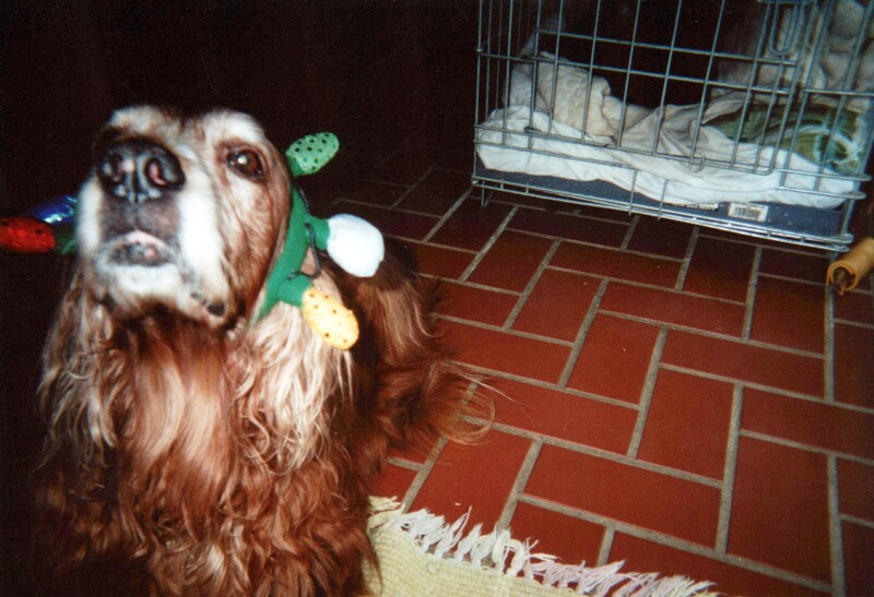 Older brown dog wearing green and white holiday decorations, looking upward against a brick floor.